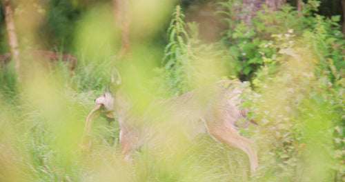 Grey wolf running away with a meat in the mouth in the forest