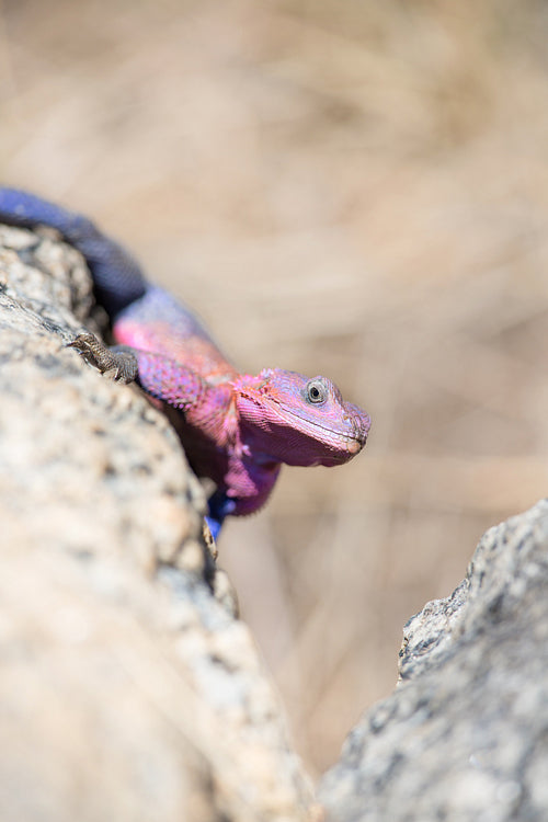 Gecko in Africa