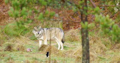 One grey wolf stands in the forest and guards a piece of meat