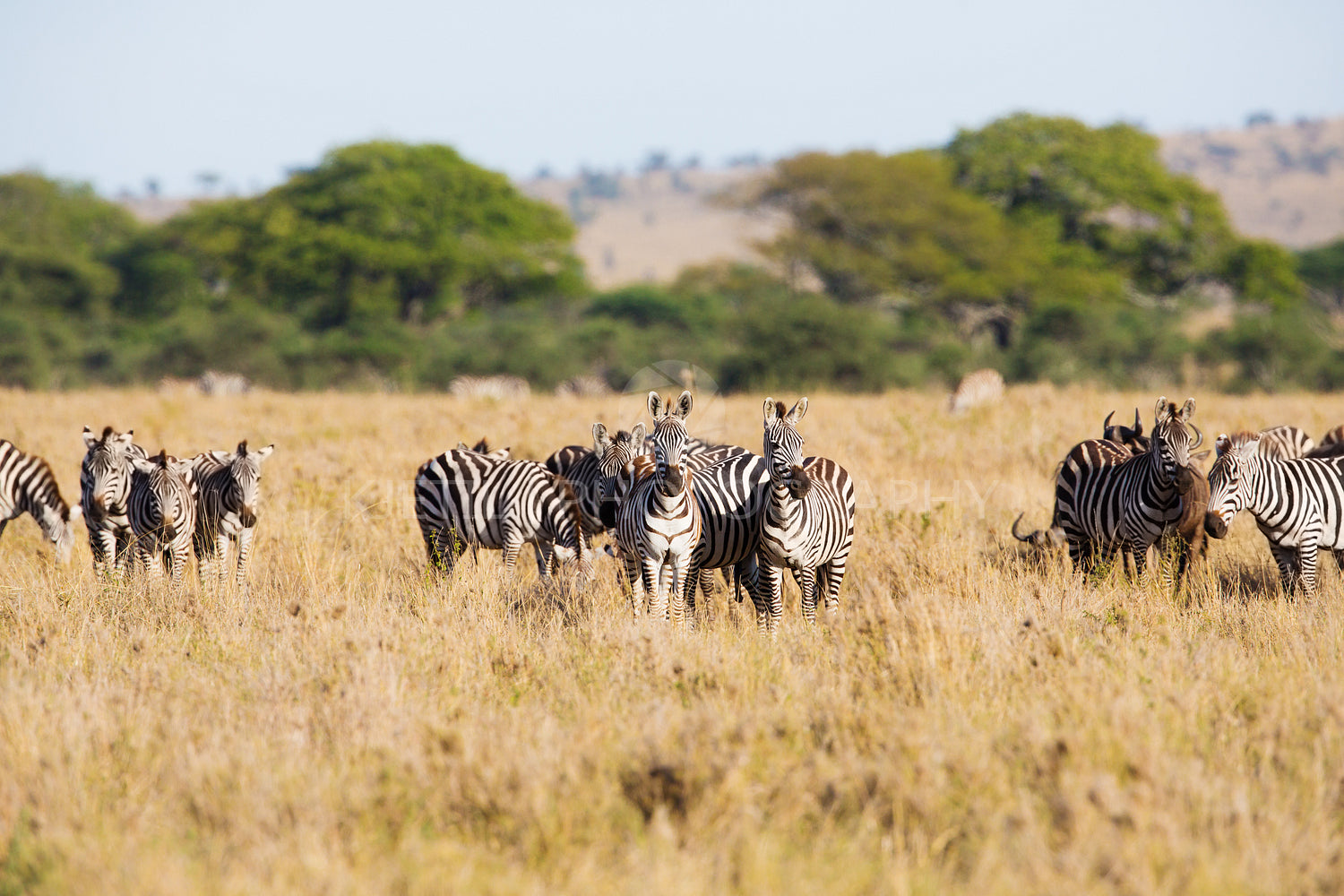 Zebra grazing in Serengeti