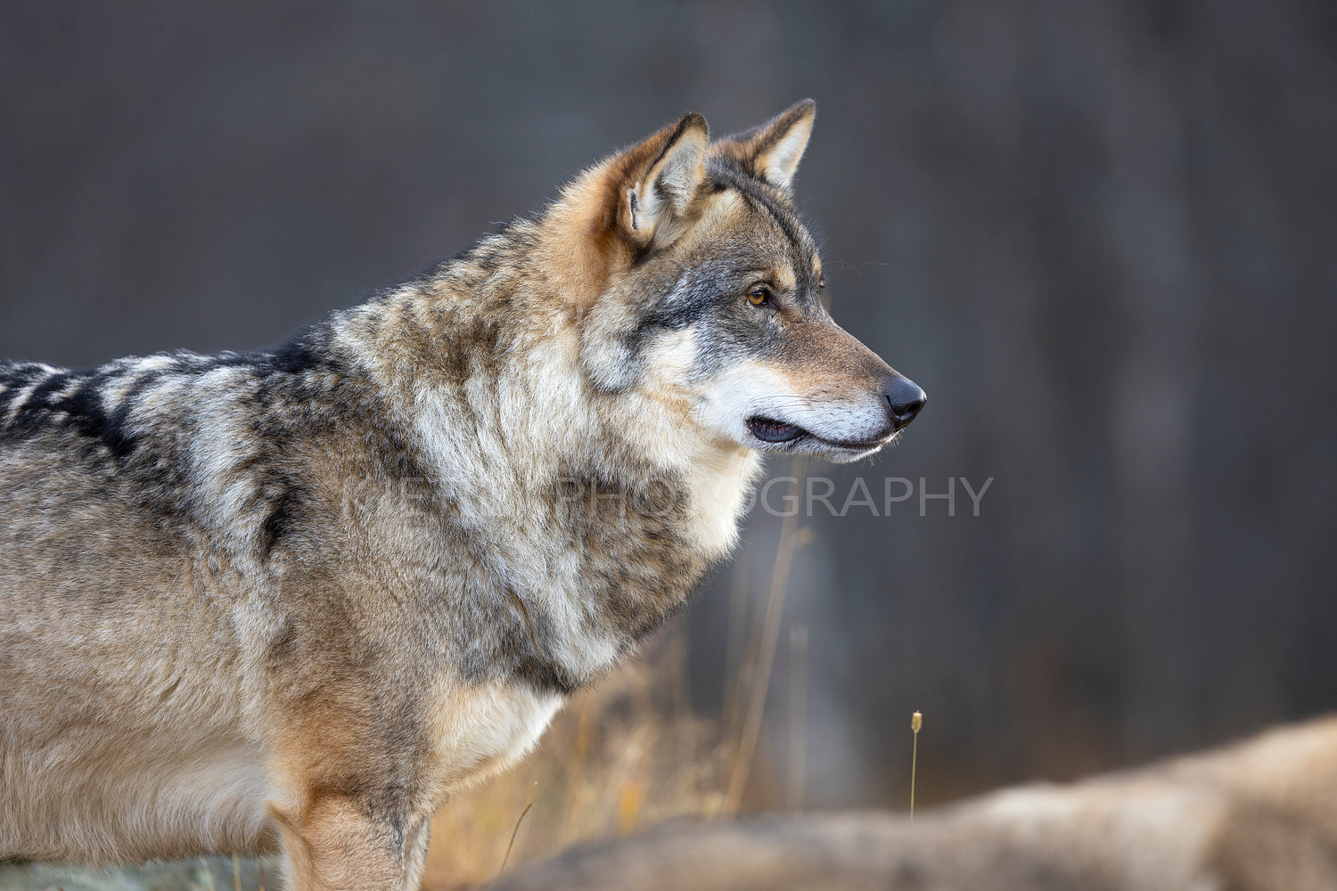 Close-up of large male grey wolf standing on a rock in the forest