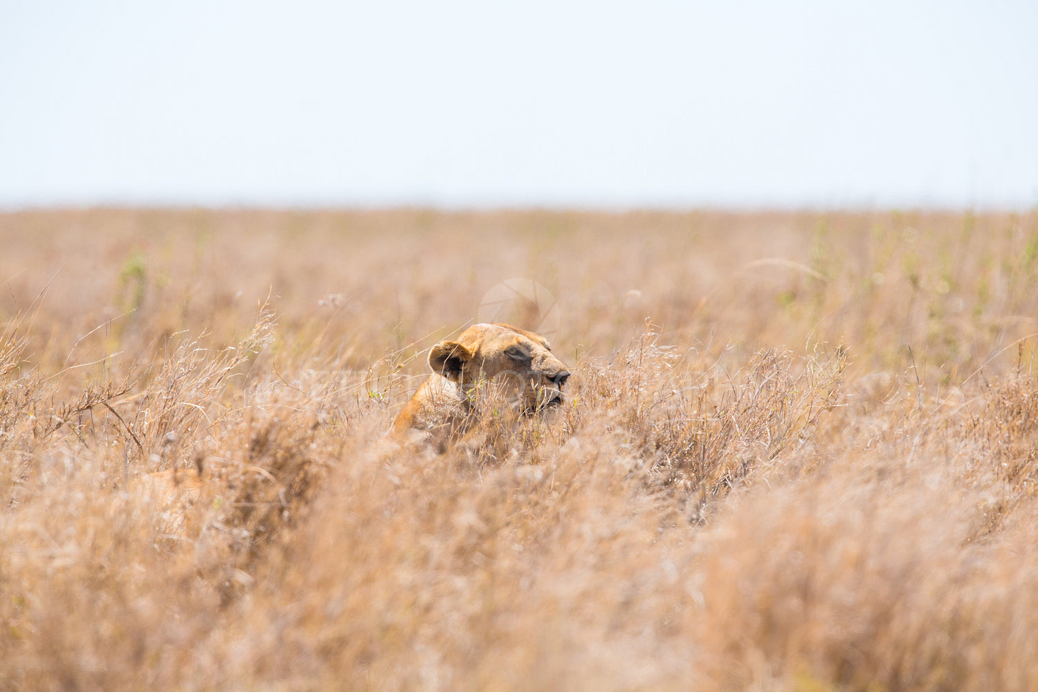 Lion hiding in the grass