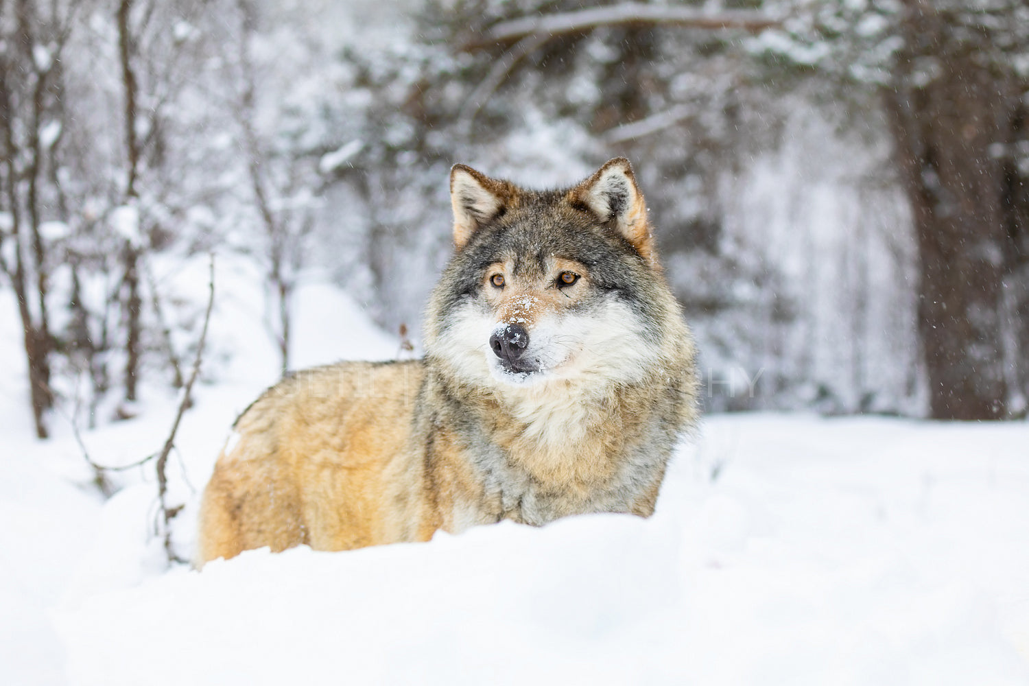 Beautiful wolf standing in the snow in beautiful winter forest