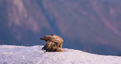 Golden eagle in a winter landscape with fjords in Telemark, Norway