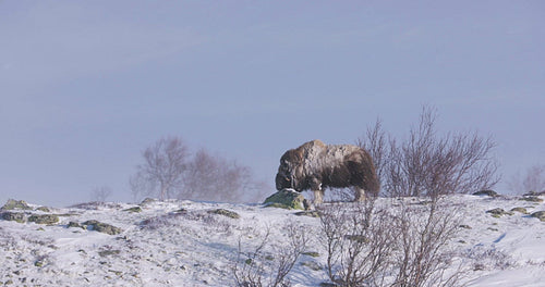 Muskox In the Cold Scandinavian Winter