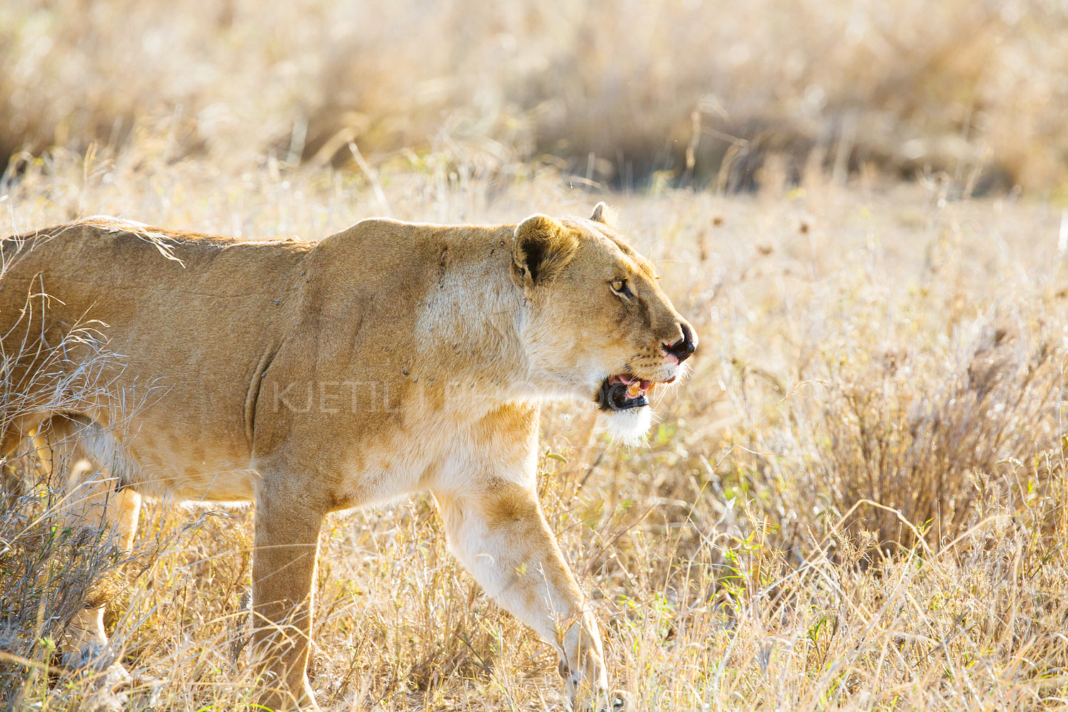 Lion in Serengeti