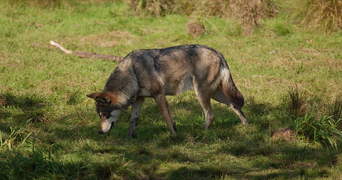 One adult grey wolf walking in the shadows a sunny day