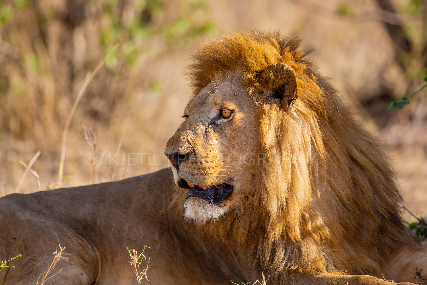 Majestic lion resting in the wild savanna of Serengeti, Tanzania