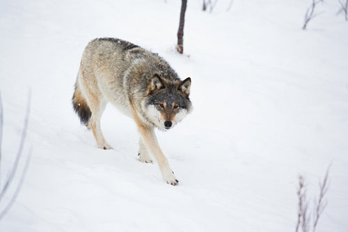 One Wolf in walking alone