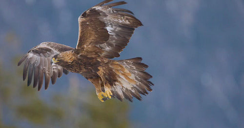 Majestic golden eagle in a stunning winter landscape of Telemark, Norway