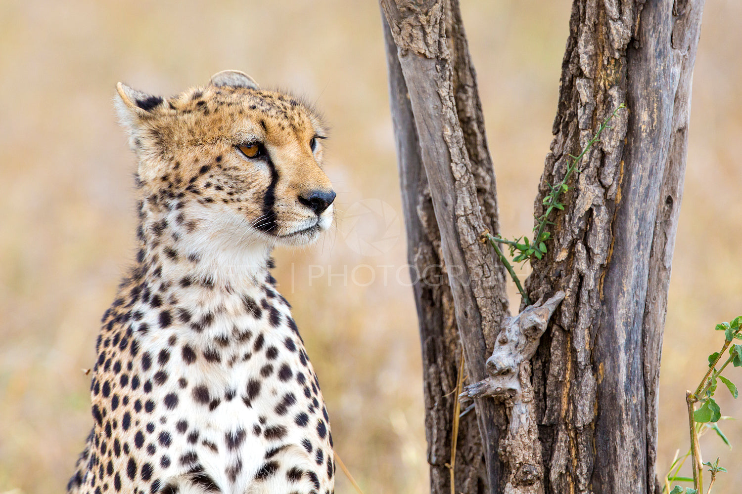 Cheetah rests under tree in Serengeti