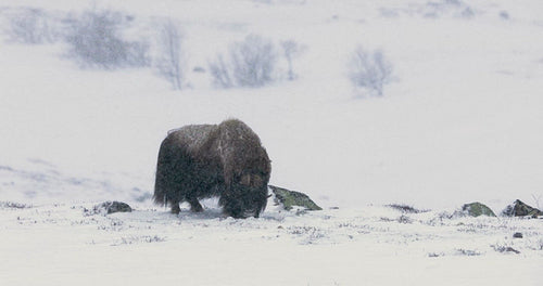 Musk Ox eating in the cold snow blizzard in Dovre mountains at winter