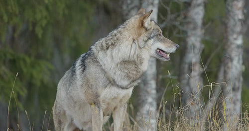 Close-up of large male grey wolf in the forest standing and walk away