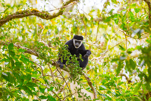 Wild Colobus monkey perched on a tree branch in Tanzania's lush forest