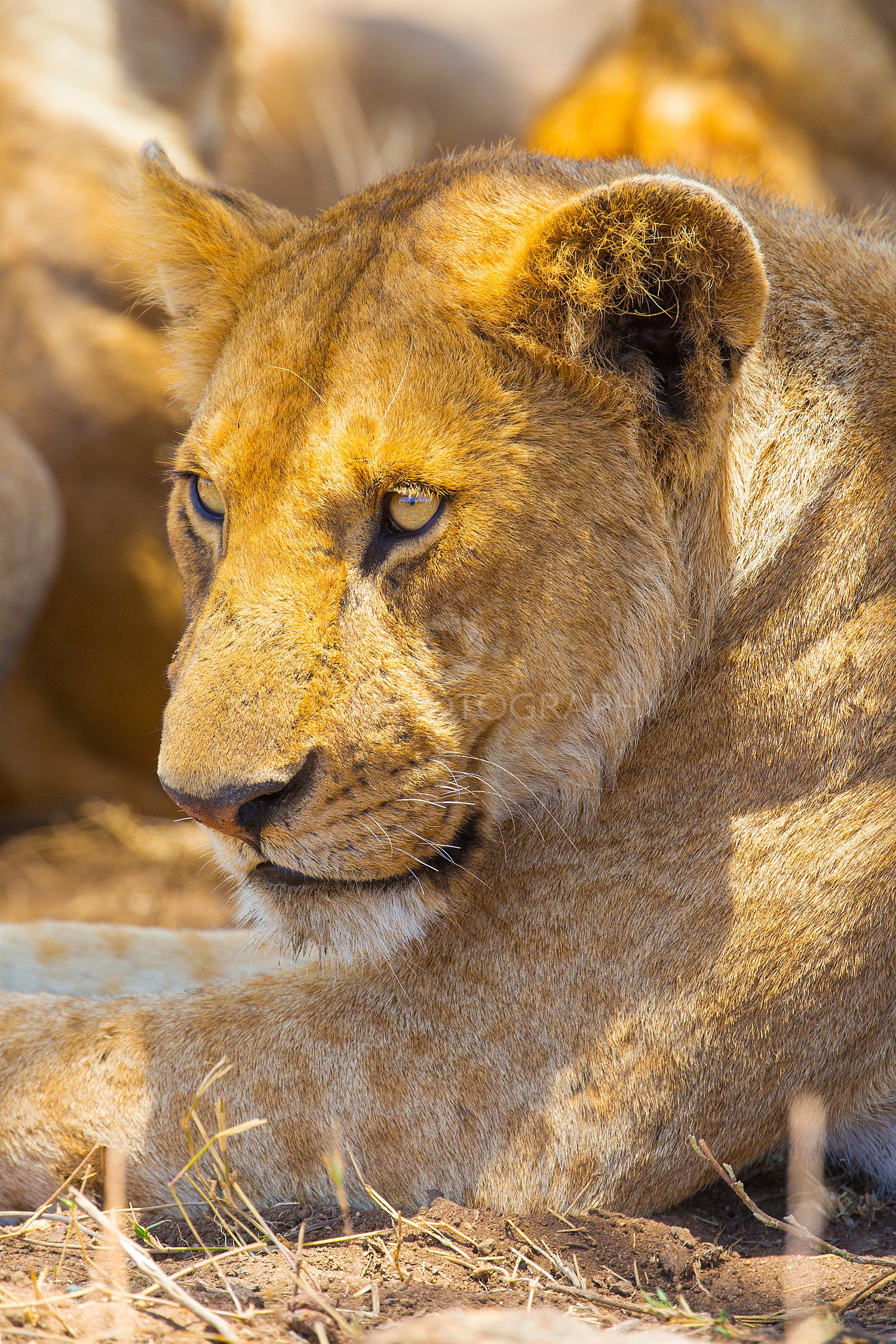 Lion rest together with the pride in Serengeti