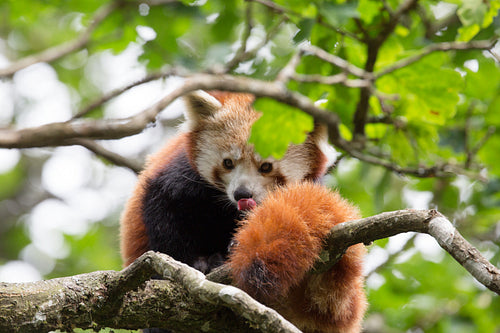 Red panda in tree