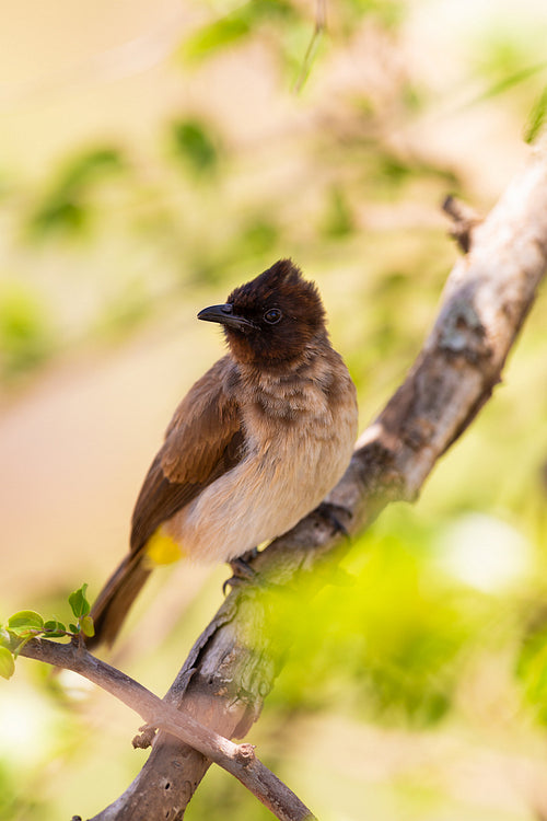 Close-up of a brown and white bird perched on a branch in Tanzania's natural habitat