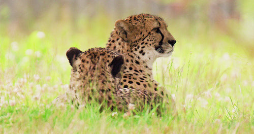 Undomesticated cats relaxing on field in forest