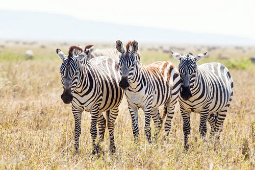 Three zebras