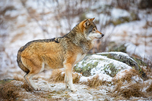 Focused wolf in the forest in early winter