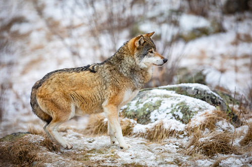 Focused and scared wolf in the forest in early winter