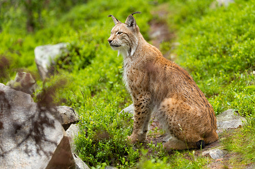 Majestic Eurasian lynx sitting on rocks in Nordic wilderness