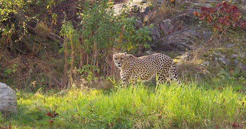 Cheetah walking past another cat in the shadows on a grassy field