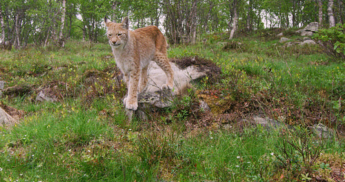 Young european lynx walking in the forest a summer evening