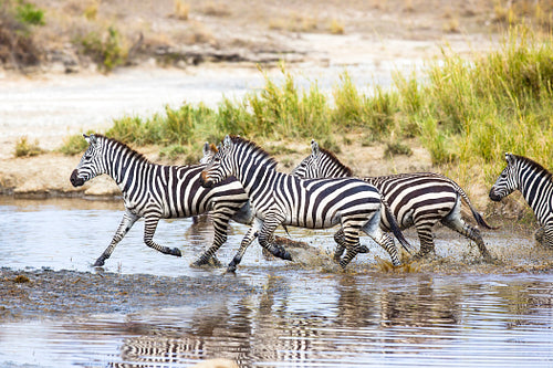 Zebras runs in the water