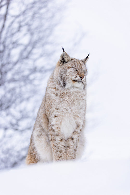 Majestic lynx resting in snow-covered Scandinavian wilderness