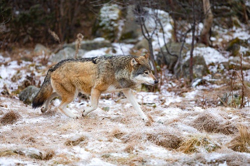 Magnificent wolf running in the forest in early winter