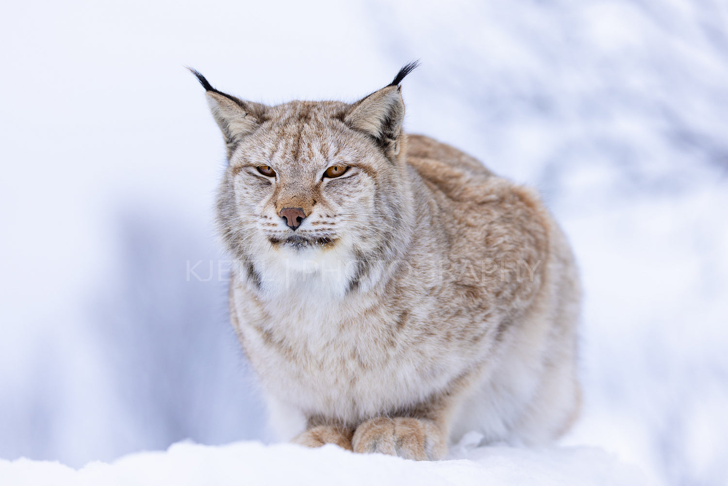 Majestic lynx resting in a snowy Scandinavian winter forest