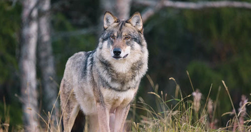 Tired male grey wolf yawning in the forest