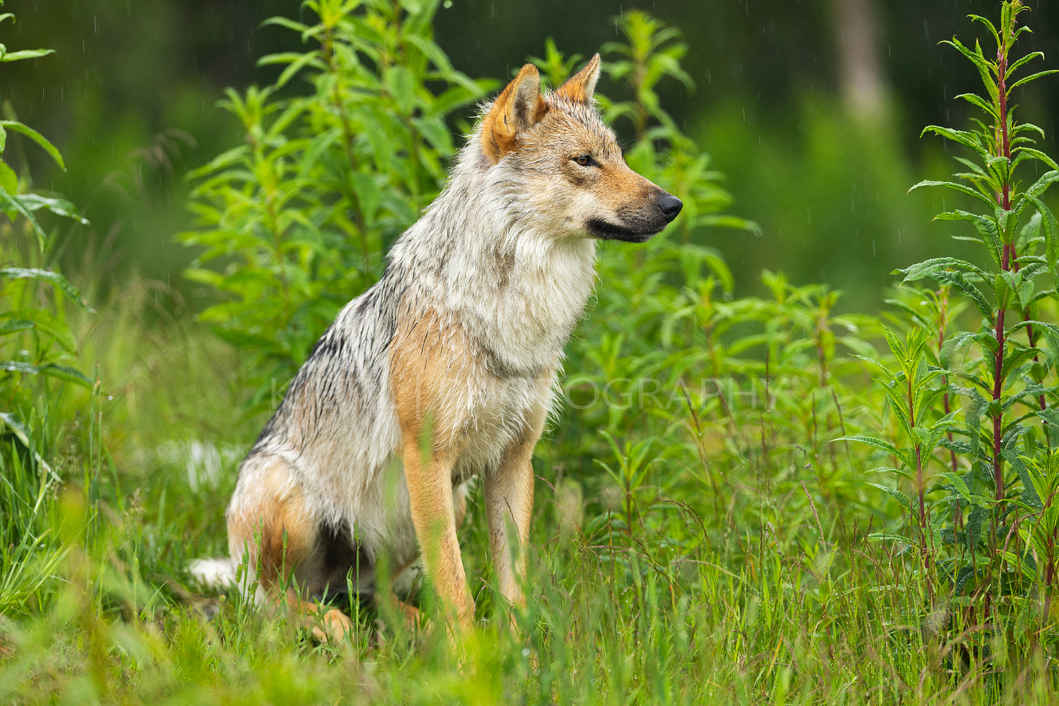 Wild wolf in lush green forest in the rain, Scandinavian wildlife in natural habitat