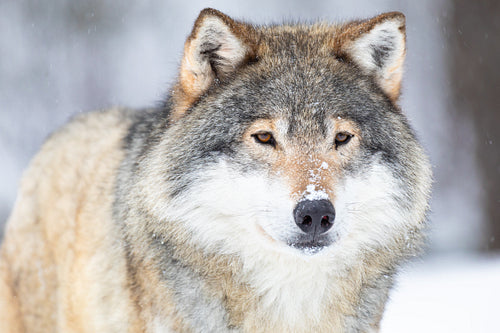 Close-up portrait of a wolf in the cold winter