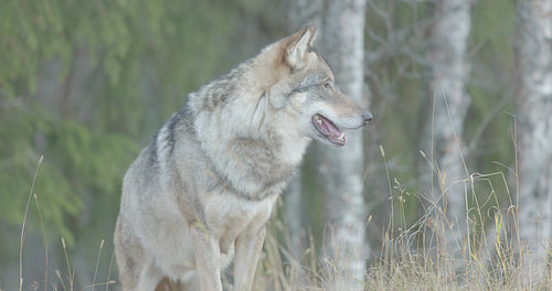 Yawning male grey wolf standing in the forest