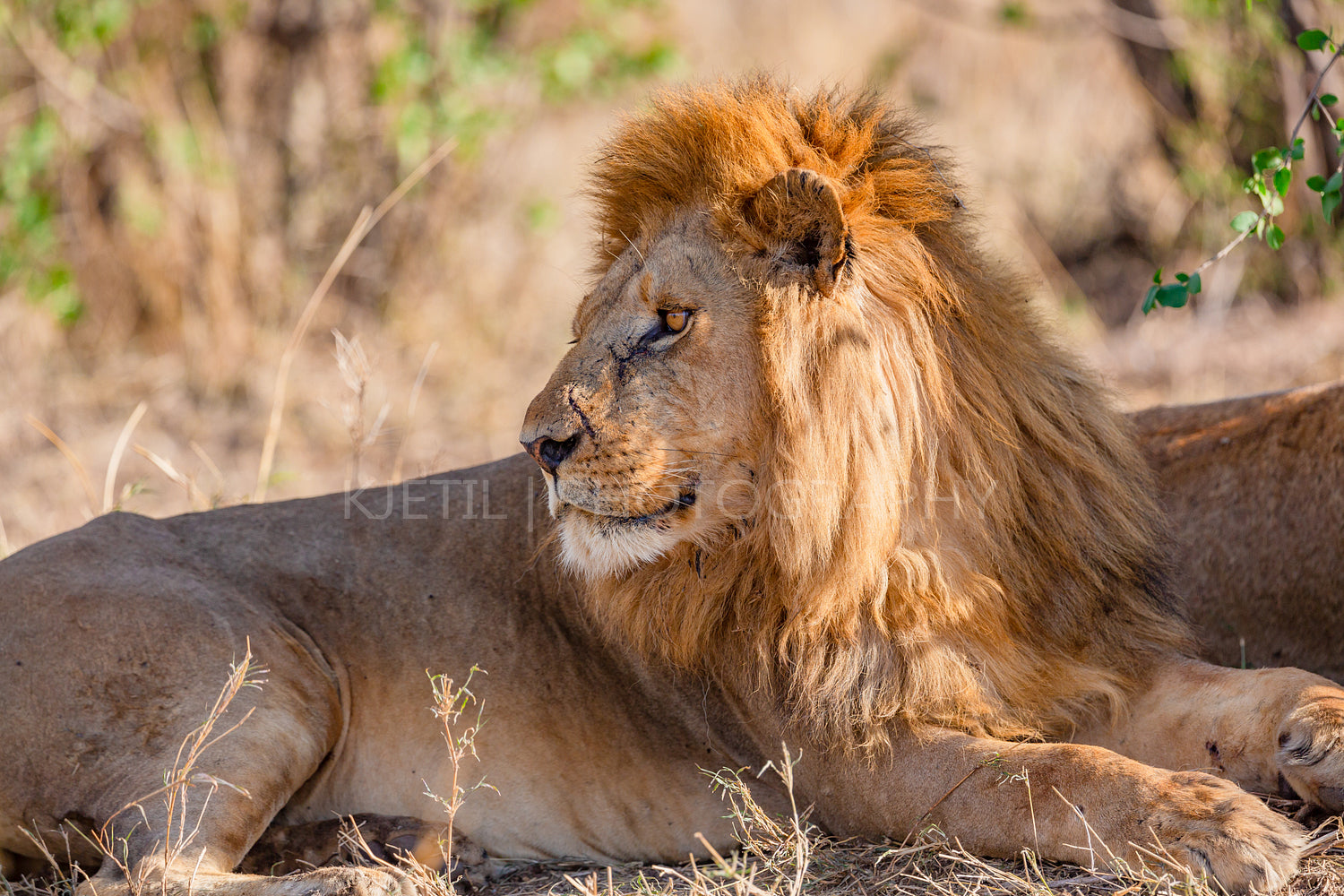 Large wild male lion rests under a tree in Africa