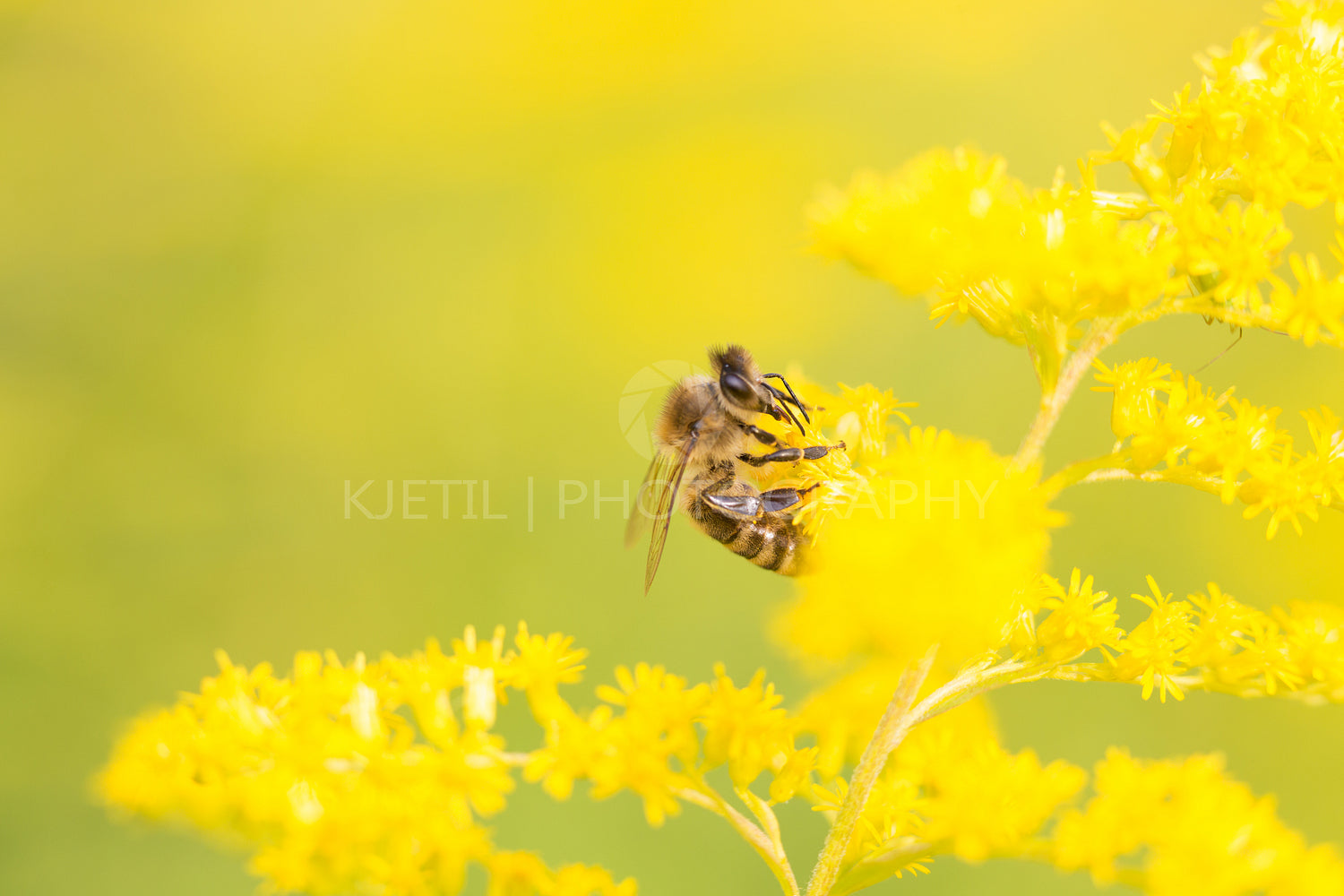 Bees feeding on nectar and pollen