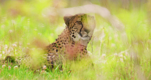 Undomesticated cat relaxing on field in forest