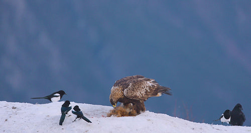 Golden eagle in winter landscape over the fjords of Telemark, Norway