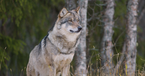 Focused large male grey wolf standing in the forest
