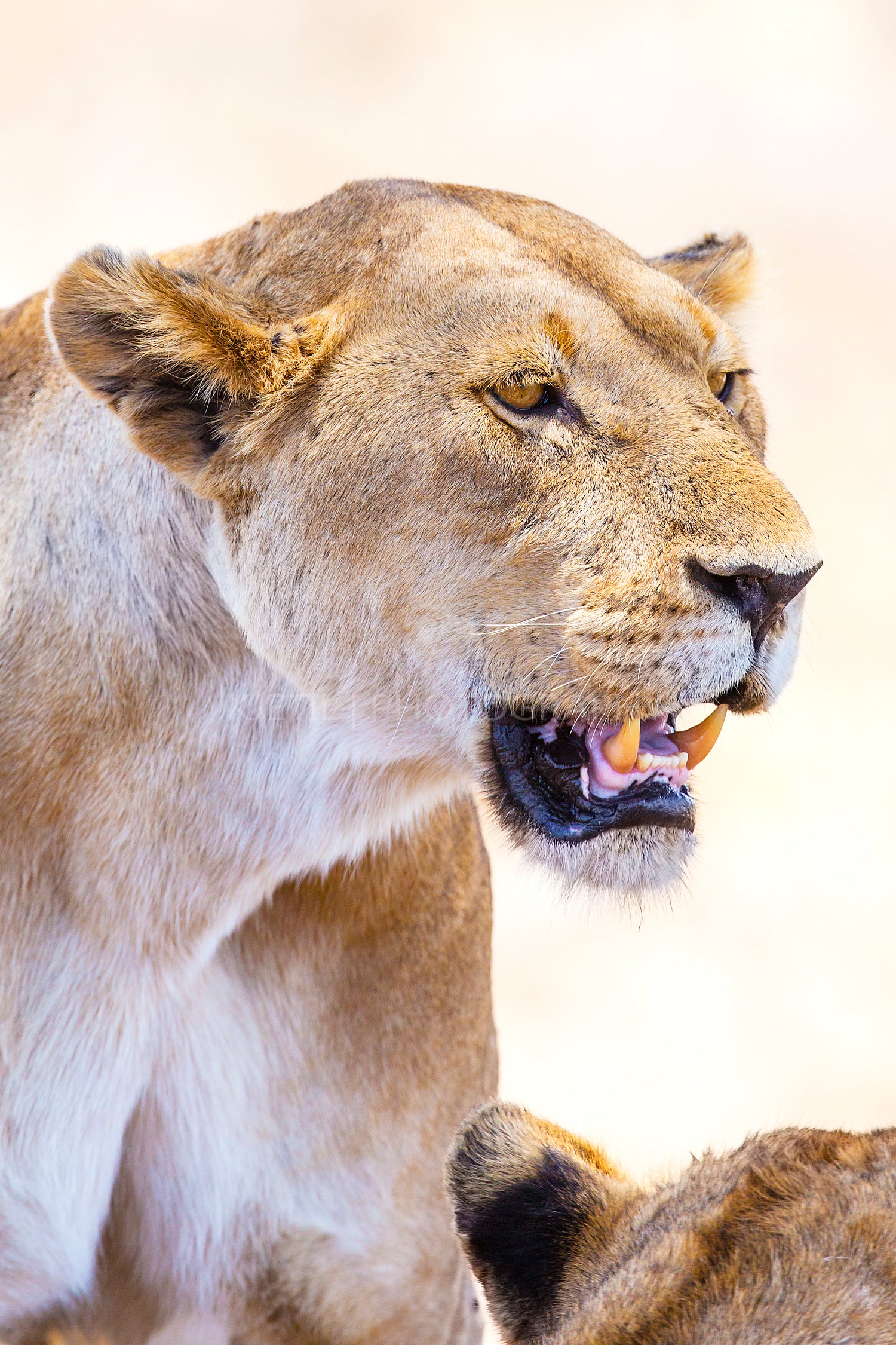 Close up of large wild lion in Africa