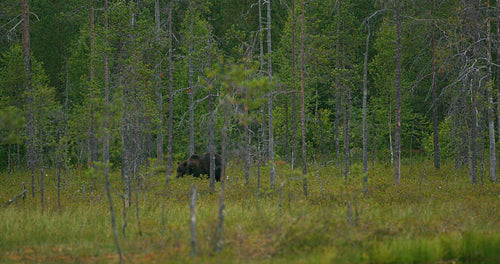 Large adult brown bear walking free in the forest at night