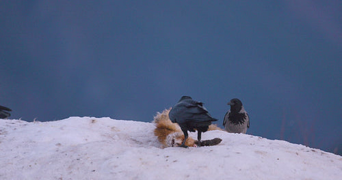 Golden eagles and wild birds in a rugged winter landscape in Telemark, Norway