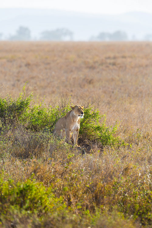 Lioness in the Serengeti