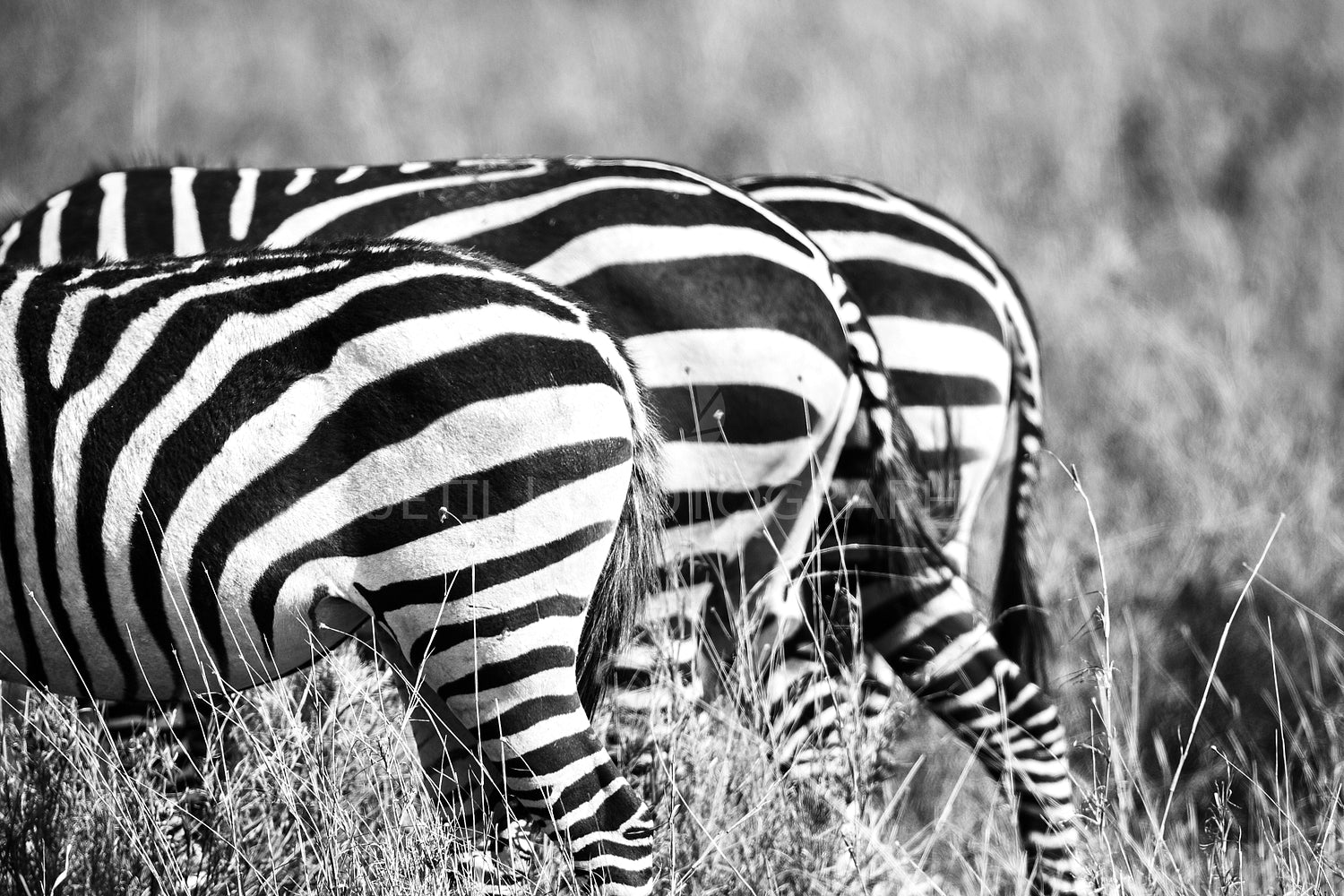 Close up of zebra rear ends in Africa