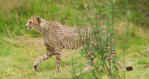 Cheetah looking around while walking in forest