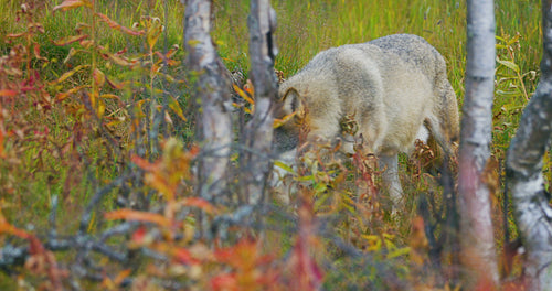 Male wolf walks in the forest and approaching the wolf pack