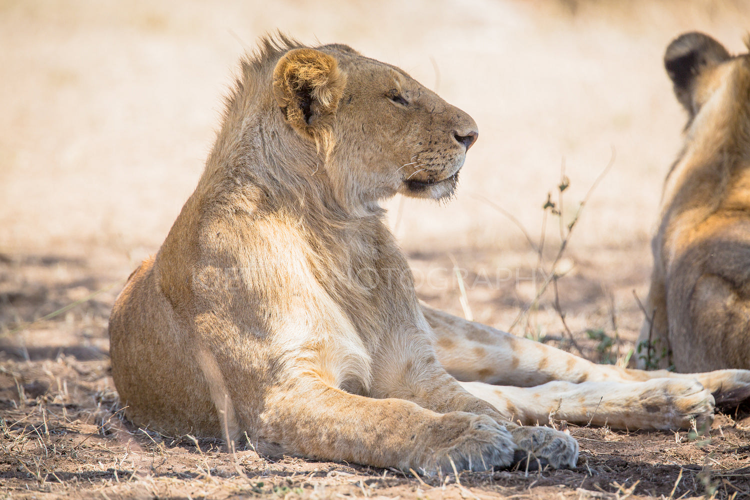 Young lion male rests in Serengeti