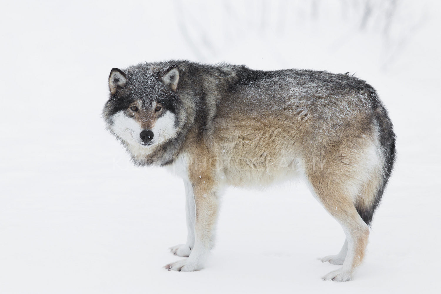 One Wolf in the Snow